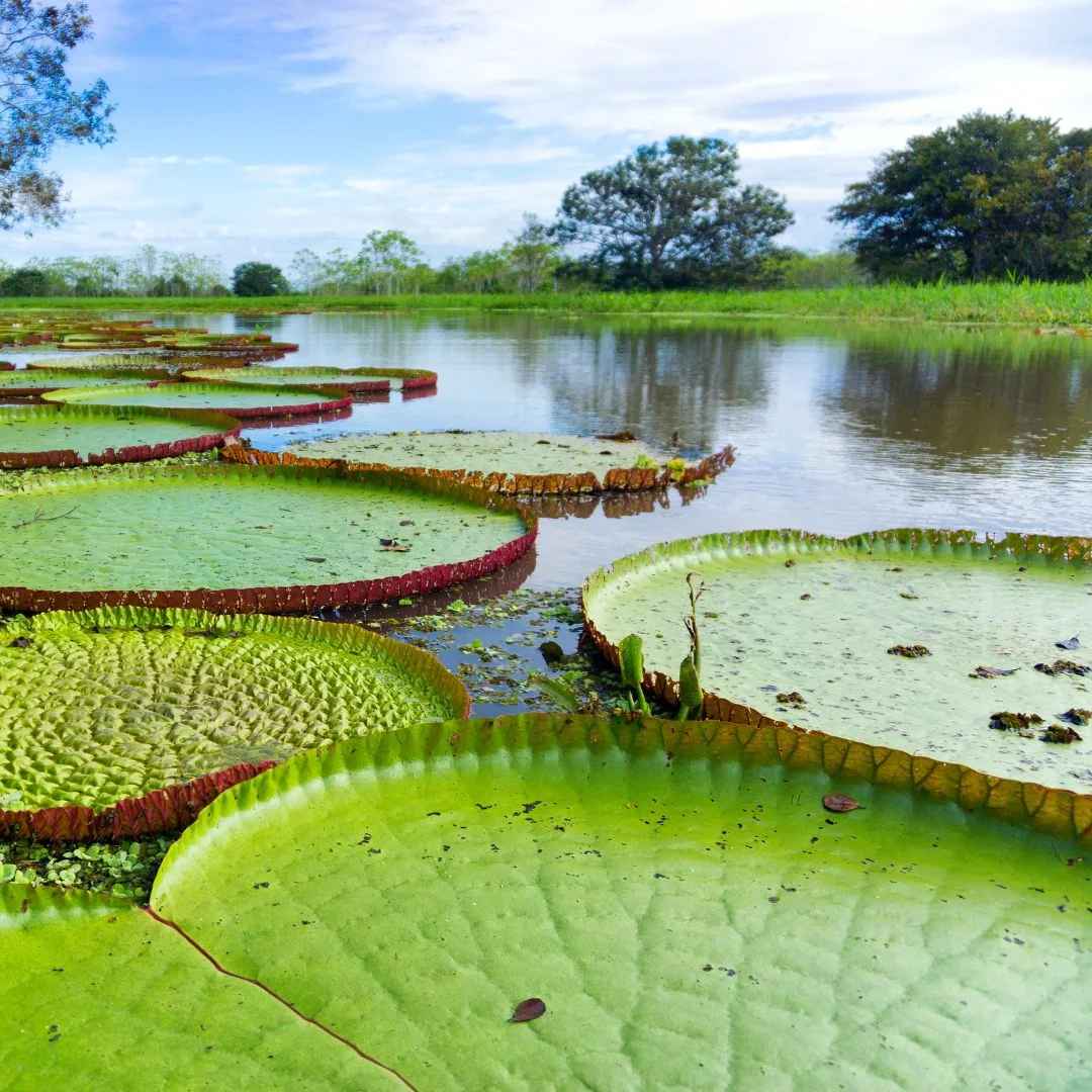 Viajes y paquetes a Amazonas Gold Travel Colombia