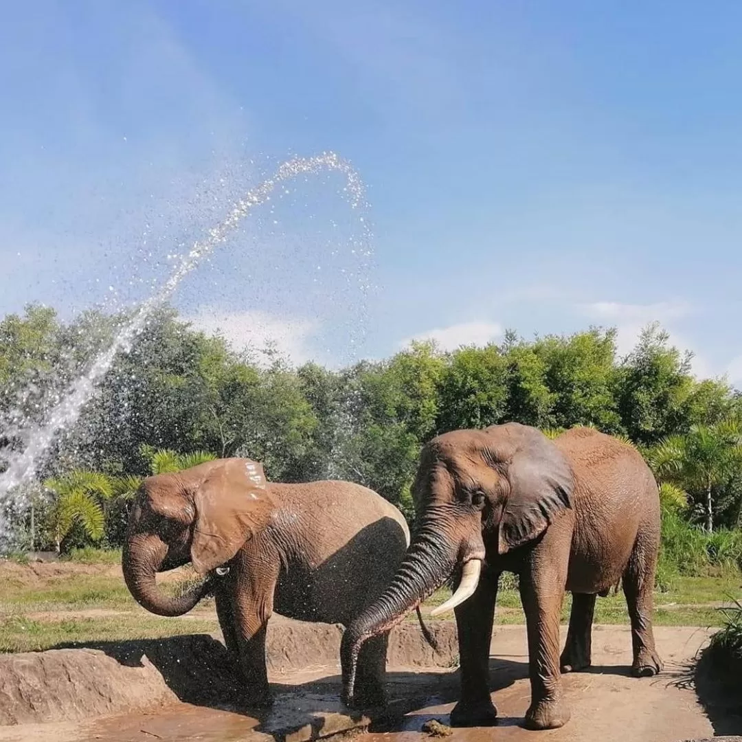 Tour al Eje cafetero desde bogotá Bioparque Ukumari Gold Travel Colombia