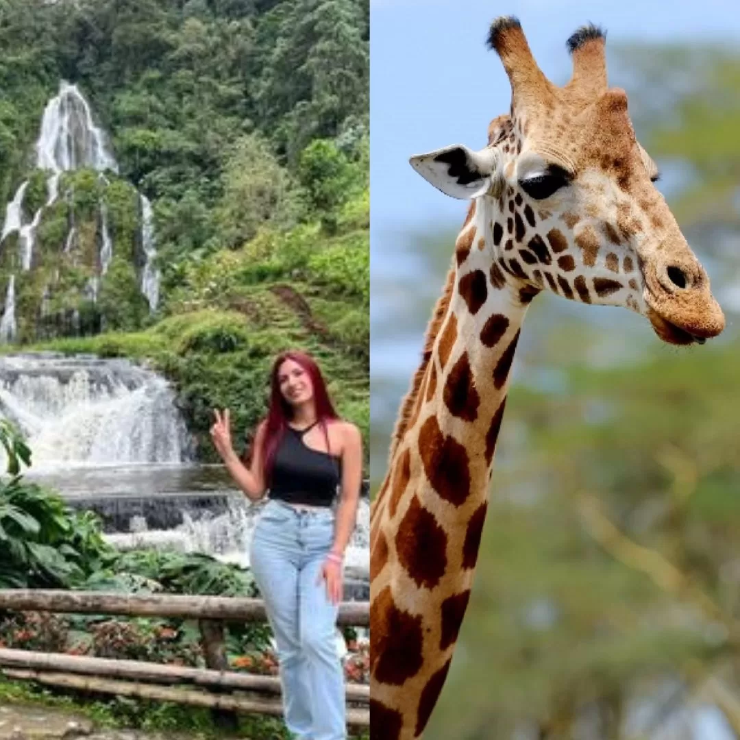 Termales de Santa Rosa y Bioparque Ukumari Gold Travel Colombia Tour al eje cafetero